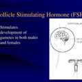 Follicle Hormone Test In Delhi With Expert Care | Fertylity IVF