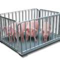 UGX 5000000,  Accurate Veterinary Pig Scales Uganda