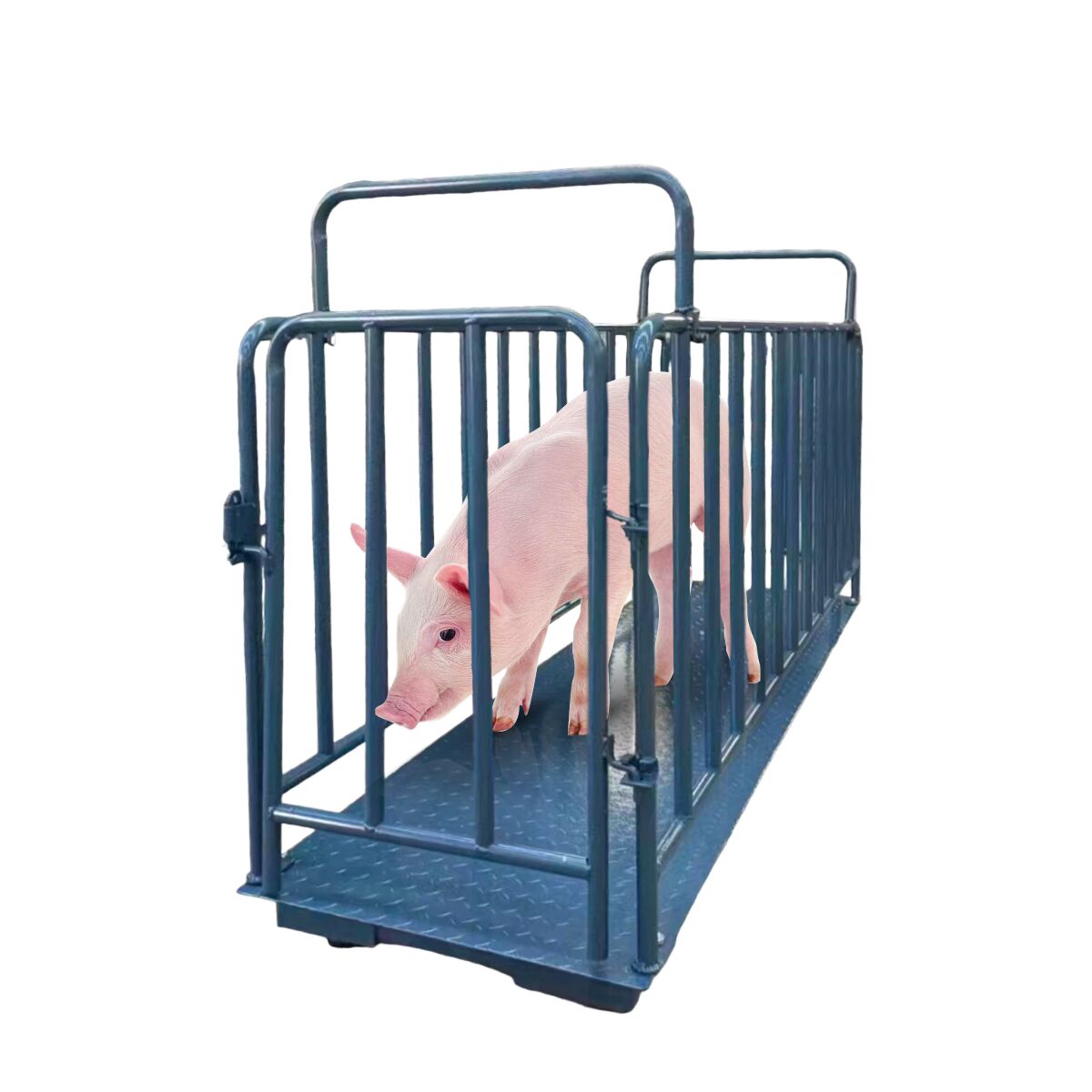 Kampala, Electronics, UGX 5000000,  Affordable Commercial Livestock Scales Uganda