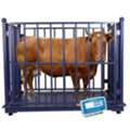 UGX 5000000,  Livestock Scale Supplier Kampala