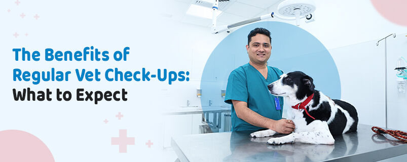 New Delhi, Pet Sitting, Veterinary Hospital Near Me | CGS Hospital