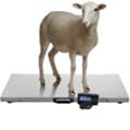 UGX 3500000,  Livestock Platform Scales Wandegeya
