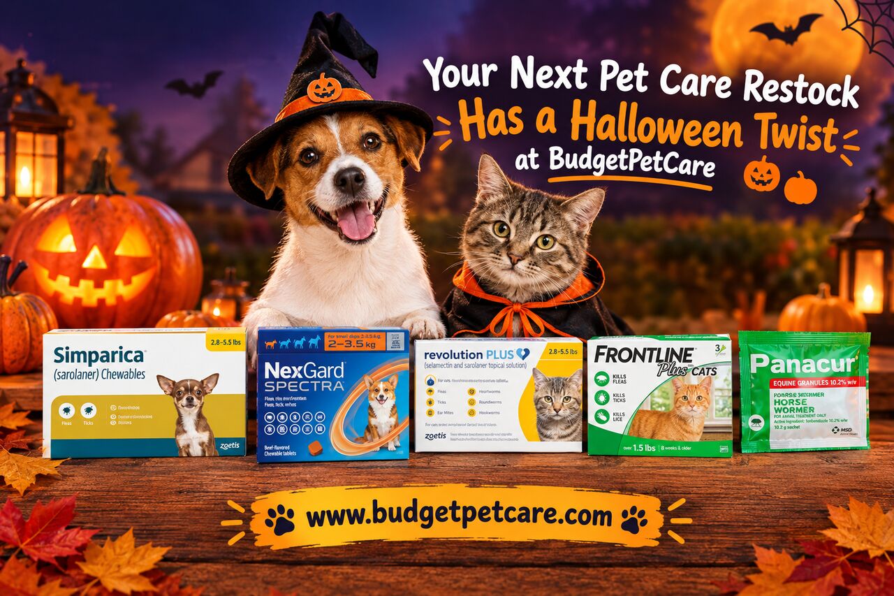 New York, Pet Supplies, Your Next Pet Care Restock Has A Halloween Twist At BudgetPetCare 🎃🐾