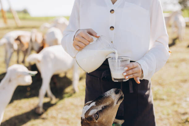 New Delhi, Health, Why Goat Milk Is Becoming Popular In India