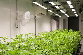 New York, Real Estate, ​ PVC Grow Room Panels- Where Hygiene Meets Performance