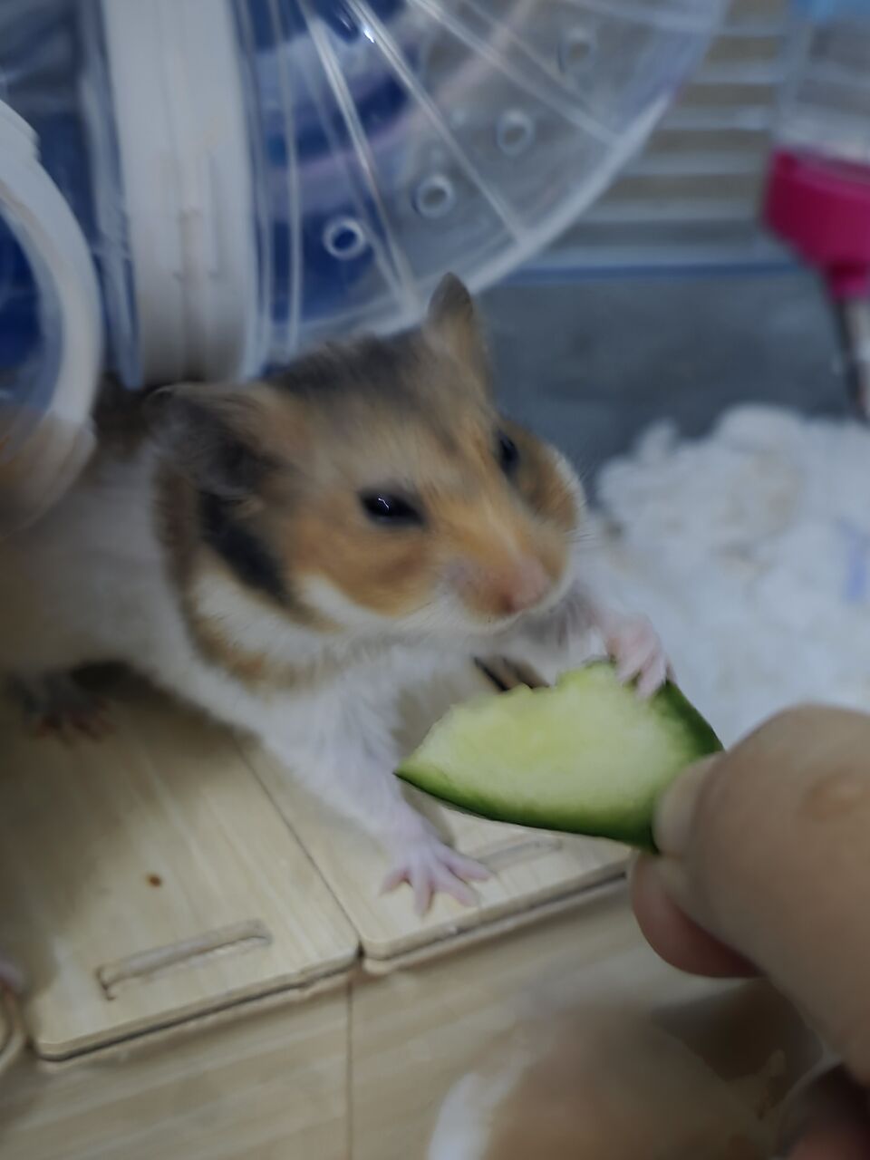 Al Sulaymaniyyah, Pet Supplies, SAR 15,  Syrian Hamster