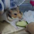 SAR 15,  Syrian Hamster's