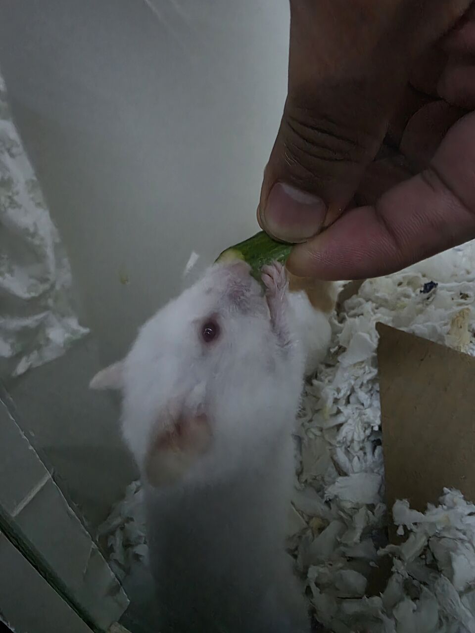 Al Sulaymaniyyah, Pet Supplies, SAR 15,  Syrian Hamster
