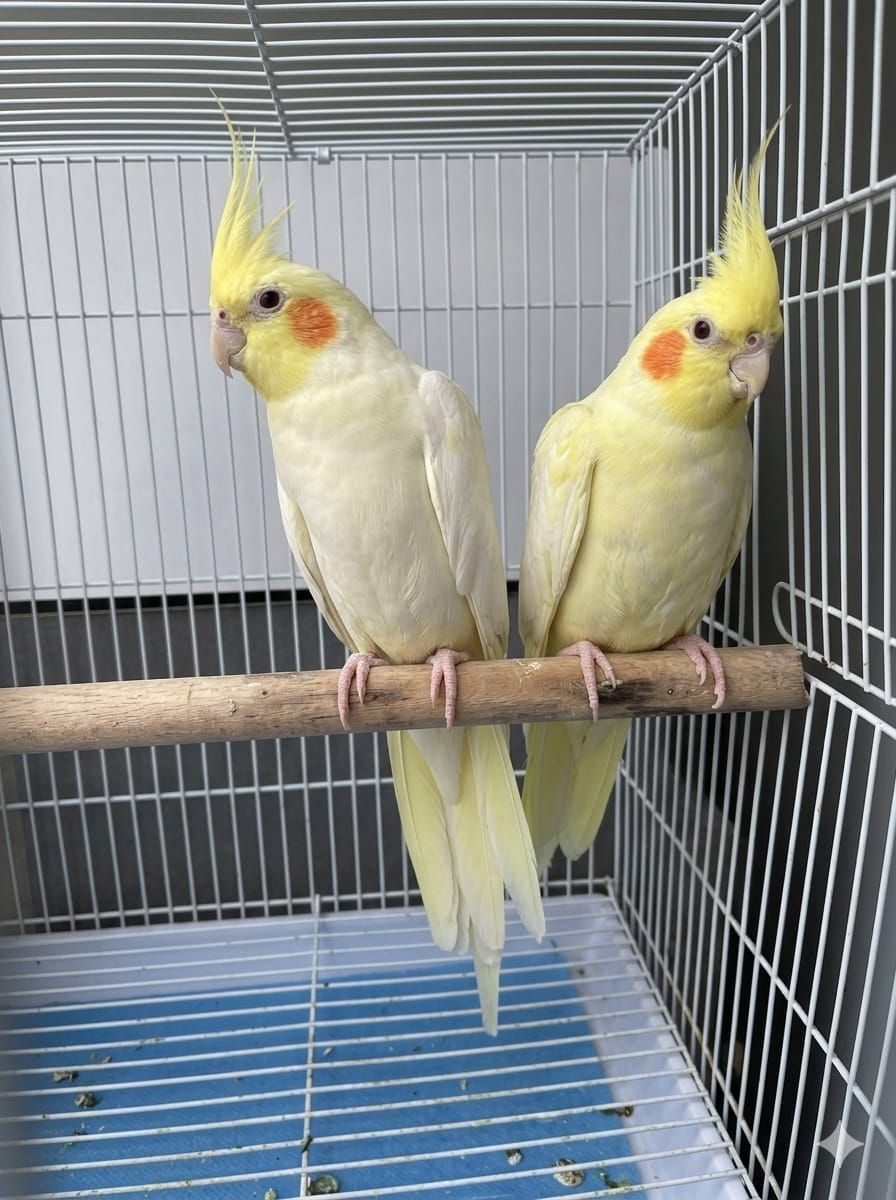 Al Malaz, Pet Supplies, SAR 450,  Cockatiel Pair