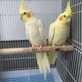 SAR 450,  Cockatiel Pair