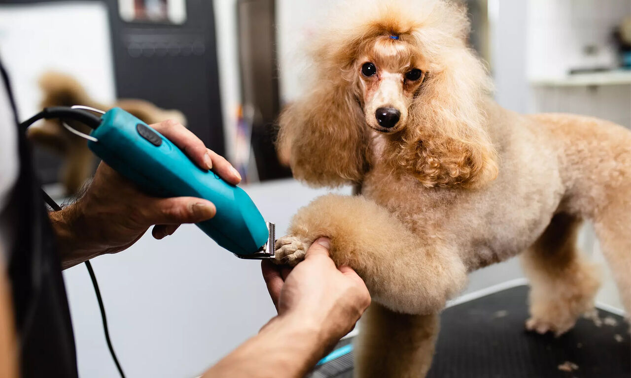 New York, Pet Supplies, Enjoy Personalized Dog Grooming In Bradenton Tailored To Your Pet