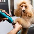 Enjoy Personalized Dog Grooming In Bradenton Tailored To Your Pet's Needs And Style
