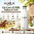 Gir Cow A2 Milk Rajkot For Daily Household Requirements