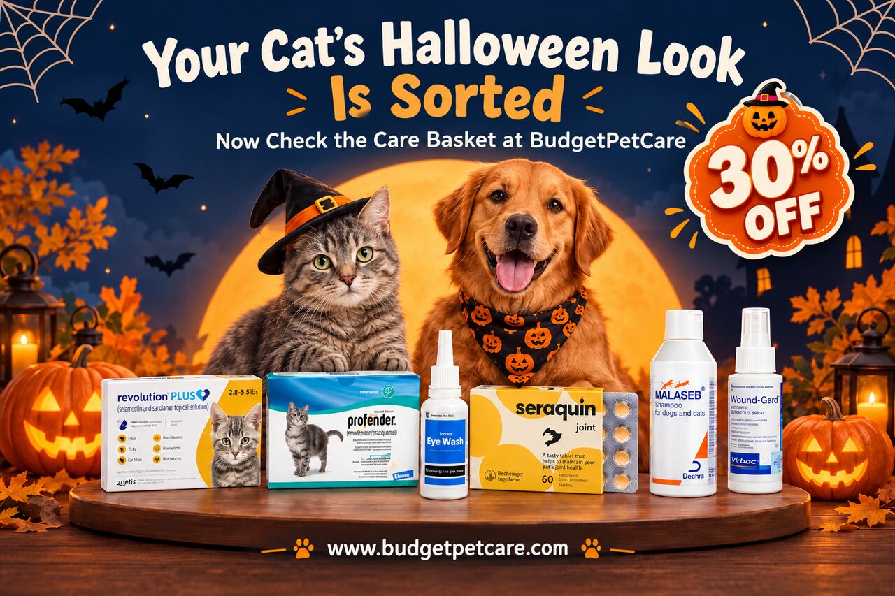 New York, Pet Supplies, Your Cat&rsquo;s Halloween Look Is Sorted Now Check The Care Basket At BudgetPetCare