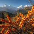 INR 1,  Sea Buckthorn: From The Himalayas To Your Everyday Wellness Routine | Ayuzera