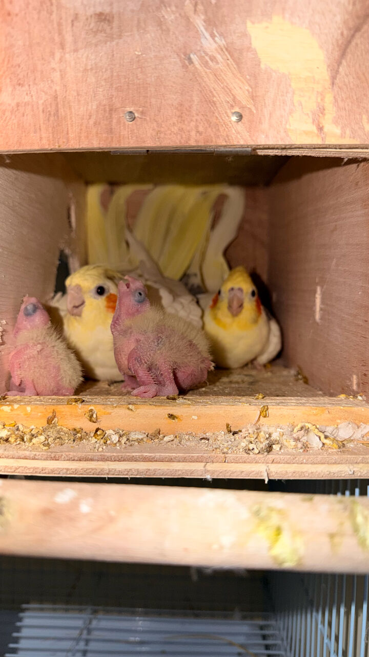 Riyadh, Pet Supplies, SAR 1200,  Cockatiel Breeding Pair With 2 Chicks For Sale