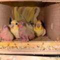SAR 1200,  Cockatiel Breeding Pair With 2 Chicks For Sale