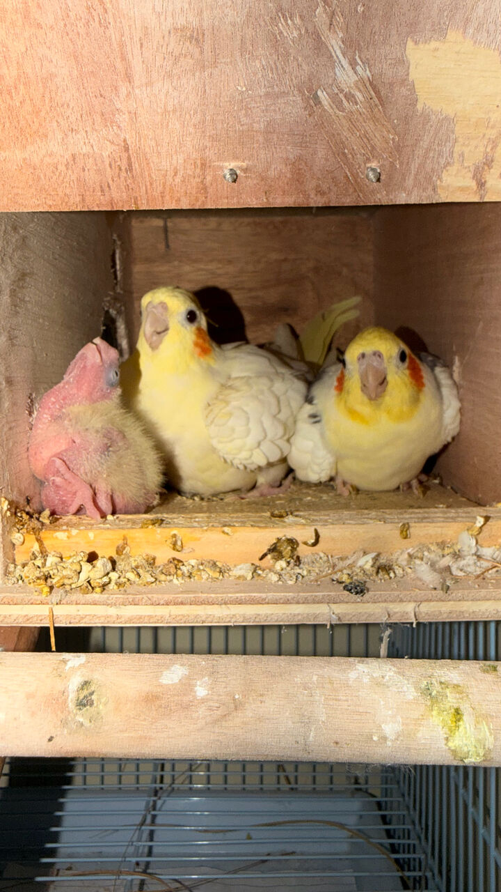 Riyadh, Pet Supplies, SAR 1200,  Cockatiel Breeding Pair With 2 Chicks For Sale