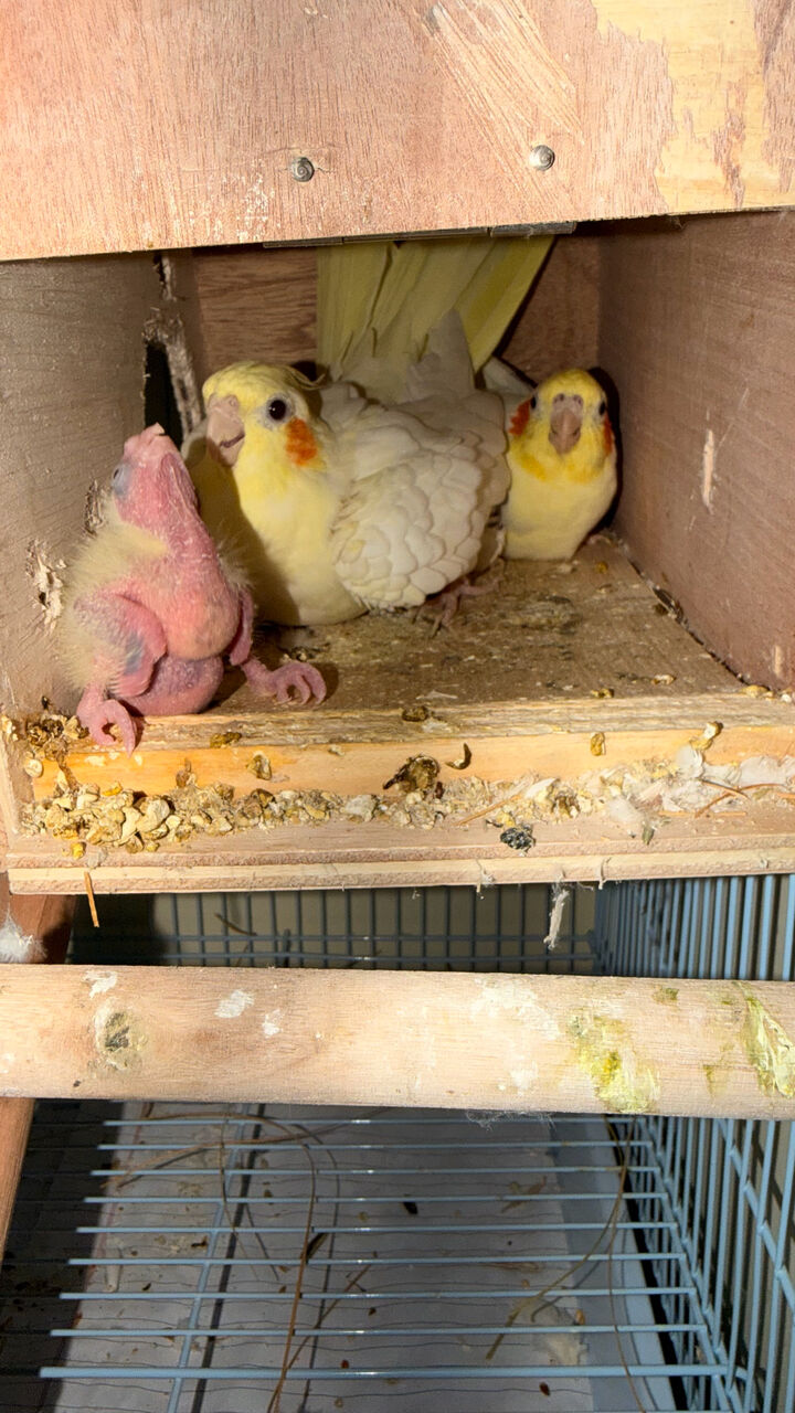 Riyadh, Pet Supplies, SAR 1200,  Cockatiel Breeding Pair With 2 Chicks For Sale