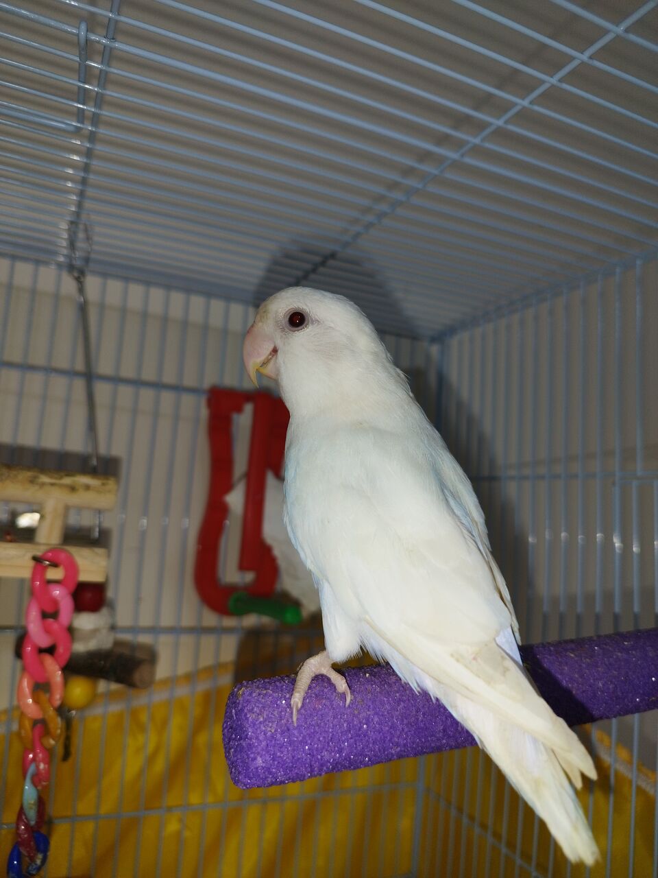 Jeddah, Pet Supplies, SAR 300,  Albino Red Eyes - Rose Love Bird