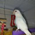 SAR 300,  Albino Red Eyes - Rose Love Bird