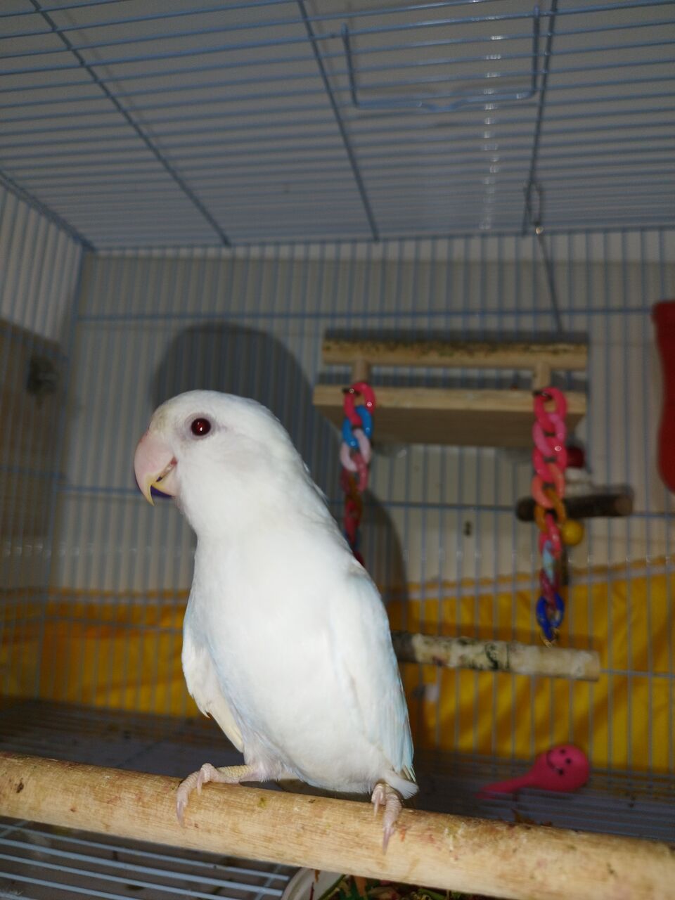 Jeddah, Pet Supplies, SAR 300,  Albino Red Eyes - Rose Love Bird