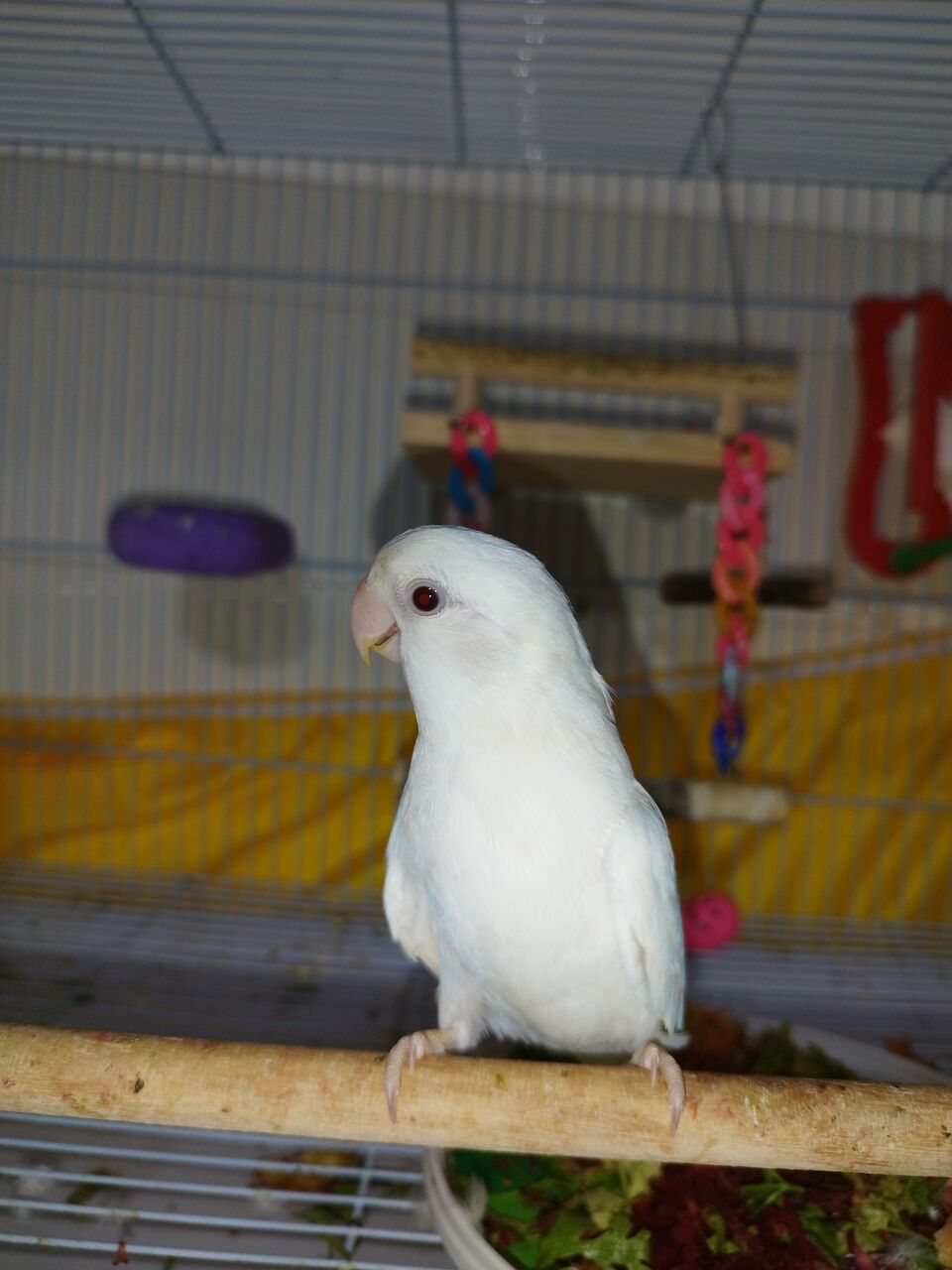 Jeddah, Pet Supplies, SAR 300,  Albino Red Eyes - Rose Love Bird
