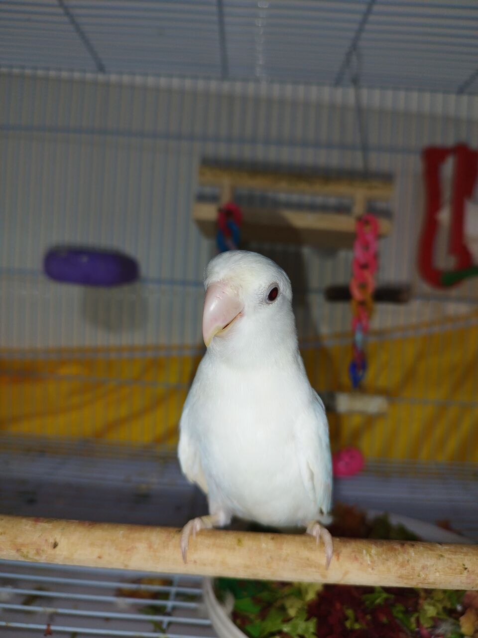 Jeddah, Pet Supplies, SAR 300,  Albino Red Eyes - Rose Love Bird