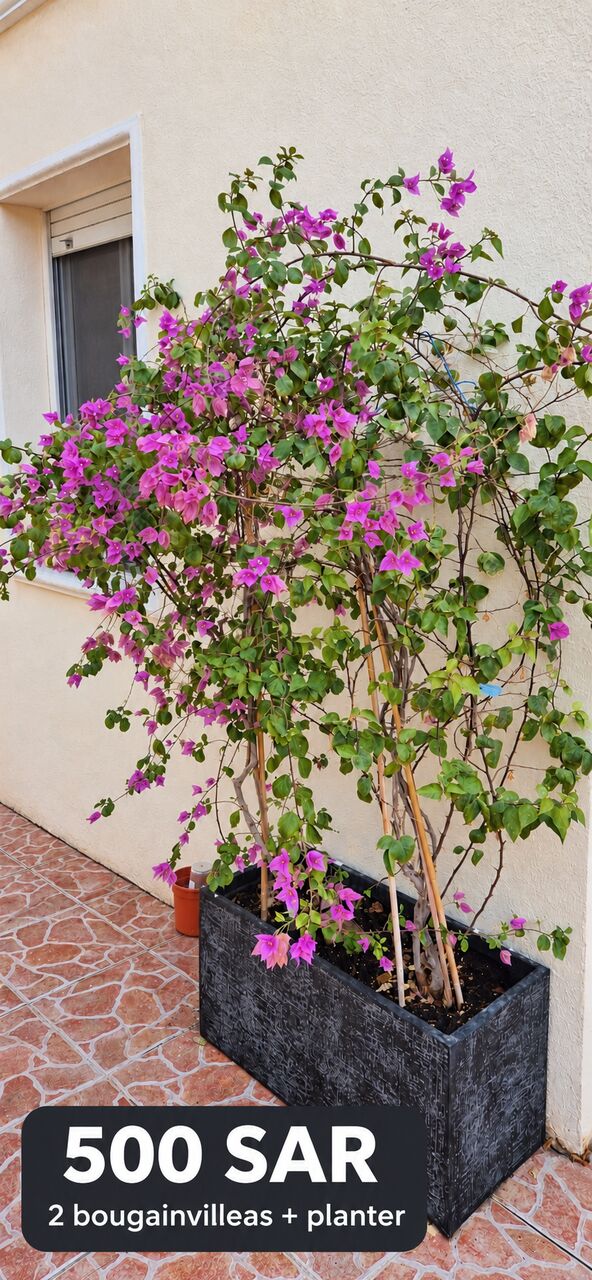 Al Marwah, Furniture, SAR 500,  Two Large Bougainvilleas With Planter – SAR 500 | نبتتا جهنمية كبيرتان مع حوض – 500 ر