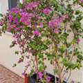 SAR 500,  Two Large Bougainvilleas With Planter – SAR 500 | نبتتا جهنمية كبيرتان مع حوض – 500 ر