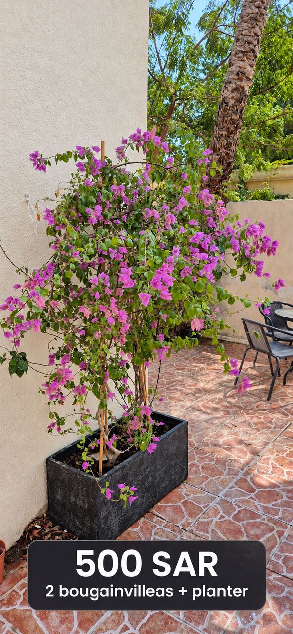 Al Marwah, Furniture, SAR 500,  Two Large Bougainvilleas With Planter – SAR 500 | نبتتا جهنمية كبيرتان مع حوض – 500 ر