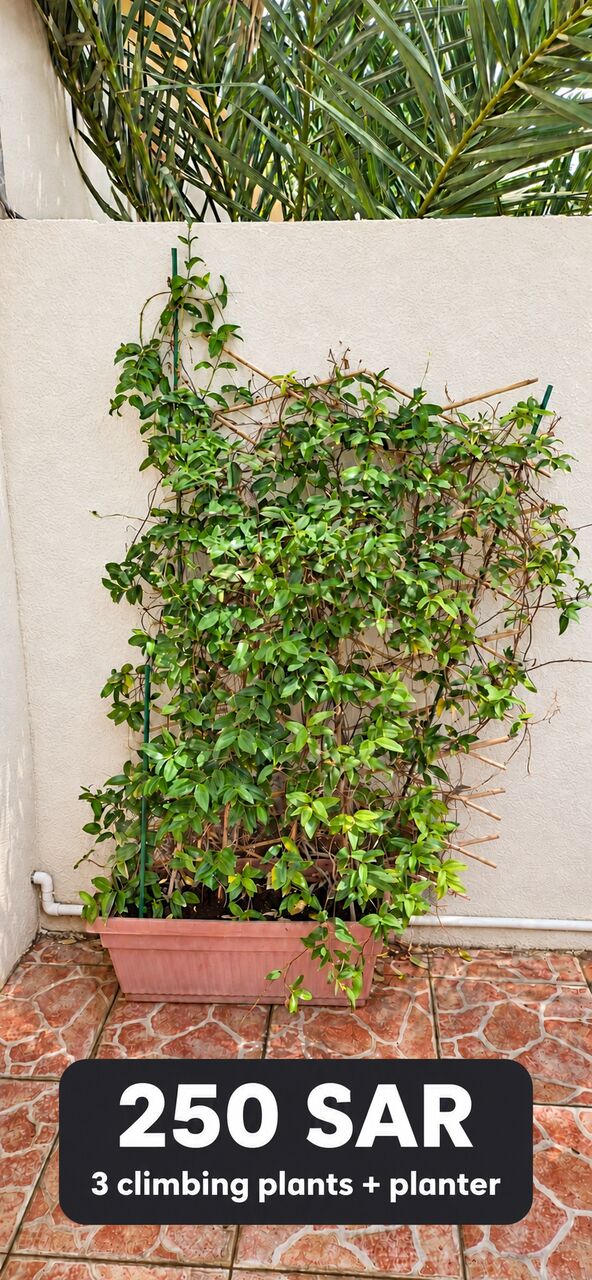Al Marwah, Furniture, SAR 250,  Three Climbing Plants With Planter – SAR 250 | ثلاث نباتات متسلقة مع حوض – 250 ريا