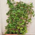 SAR 250,  Three Climbing Plants With Planter – SAR 250 | ثلاث نباتات متسلقة مع حوض – 250 ريا
