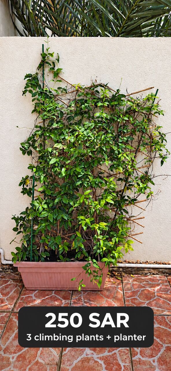 Al Marwah, Furniture, SAR 250,  Three Climbing Plants With Planter – SAR 250 | ثلاث نباتات متسلقة مع حوض – 250 ريا