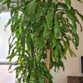 SAR 750,  Large Indoor Plant With Pot – SAR 750 | نبتة داخلية كبيرة مع أصيص – 750 ريال