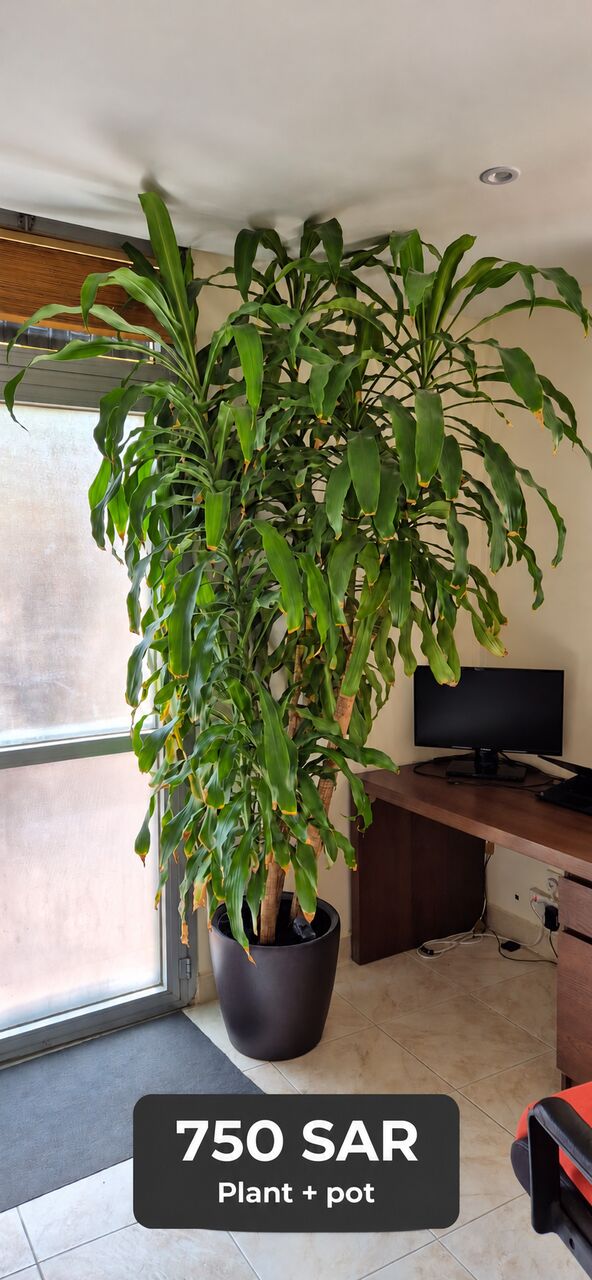 Al Marwah, Furniture, SAR 750,  Large Indoor Plant With Pot – SAR 750 | نبتة داخلية كبيرة مع أصيص – 750 ريال