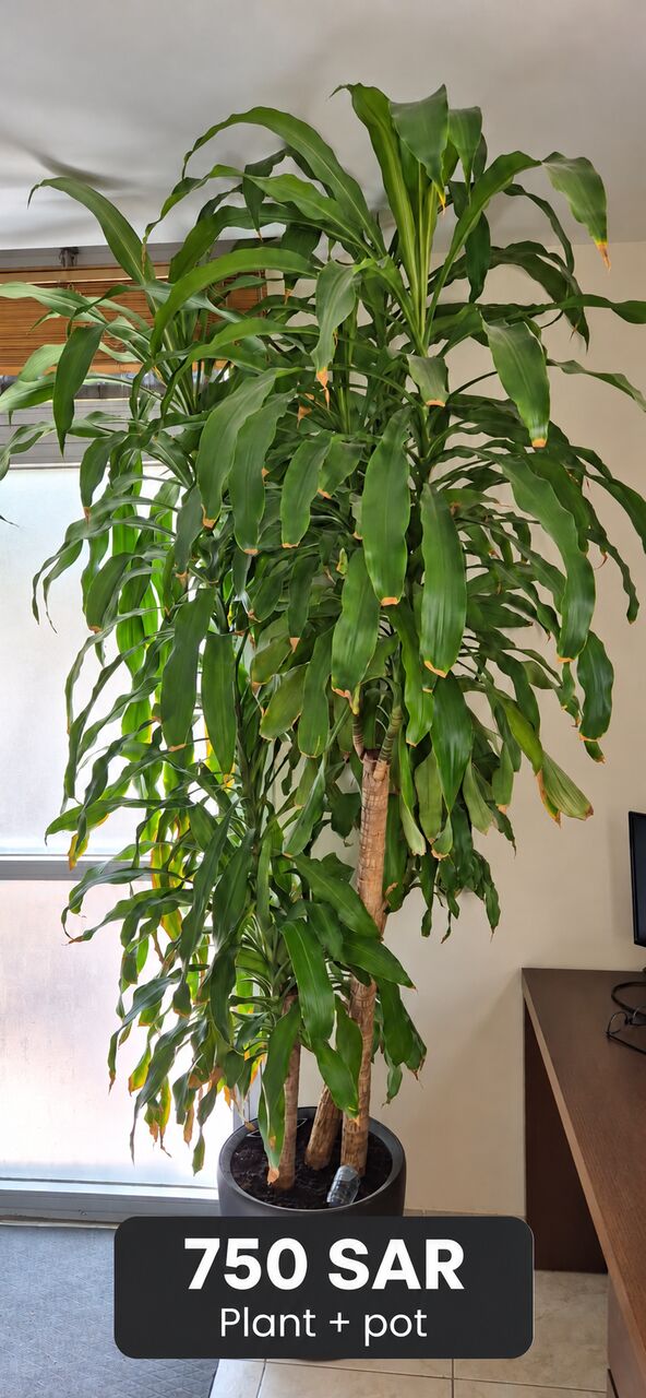 Al Marwah, Furniture, SAR 750,  Large Indoor Plant With Pot – SAR 750 | نبتة داخلية كبيرة مع أصيص – 750 ريال