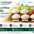 INR 25,  Types Of Rice In India: Popular Varieties | Tradologie