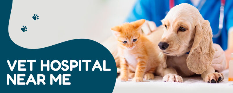 New Delhi, Pet Sitting, Dog Cataract Surgery | CGS Hospital