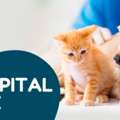 Dog Cataract Surgery | CGS Hospital