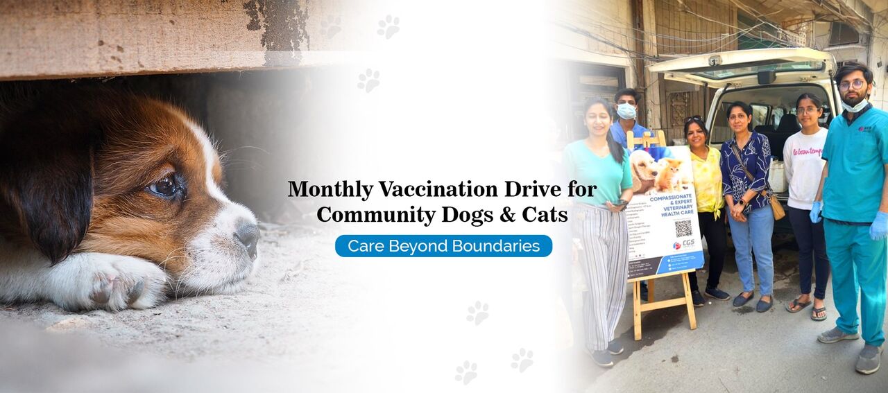 New Delhi, Pet Sitting, Dog Cataract Surgery | CGS Hospital