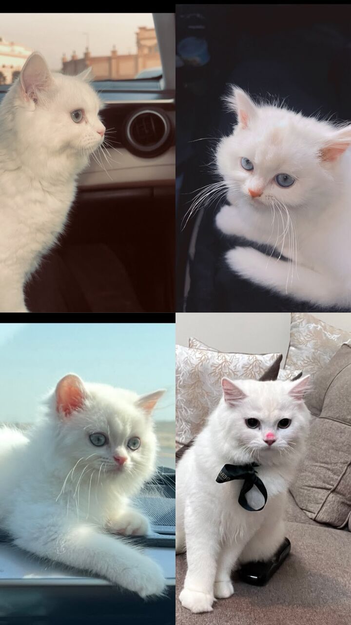Jubail, Pet Supplies, SAR 800,  Cat Turkish Angora
