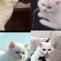 SAR 800,  Cat Turkish Angora