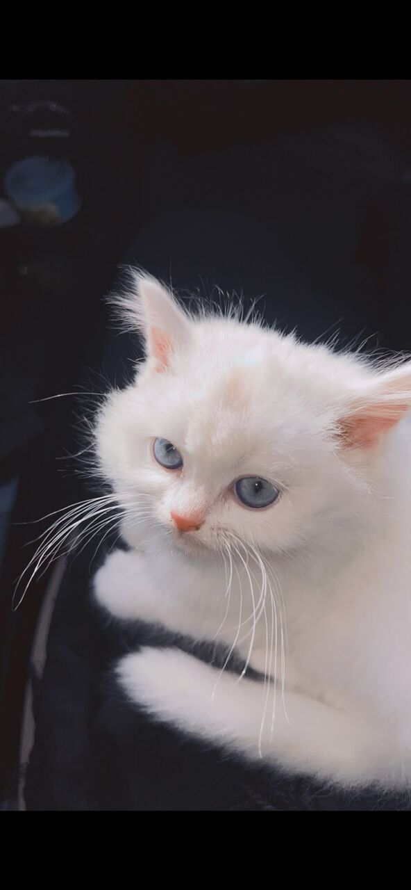 Jubail, Pet Supplies, SAR 800,  Cat Turkish Angora