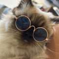 Cats For Adoption