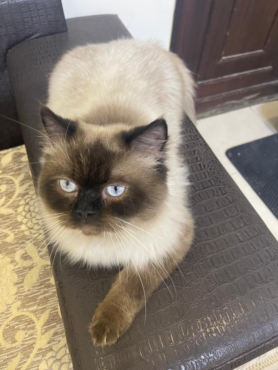 Dammam, Pet Supplies, Cats For Adoption