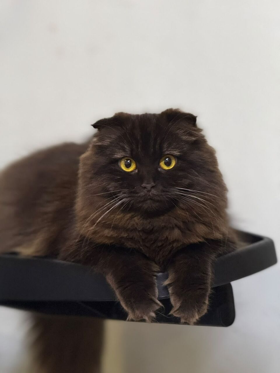 Dammam, Pet Supplies, Cats For Adoption