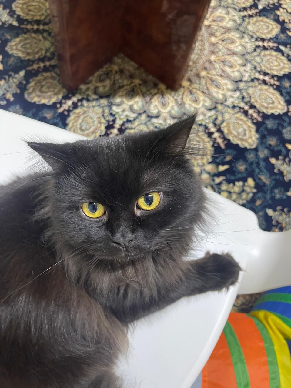 Dammam, Pet Supplies, Cats For Adoption