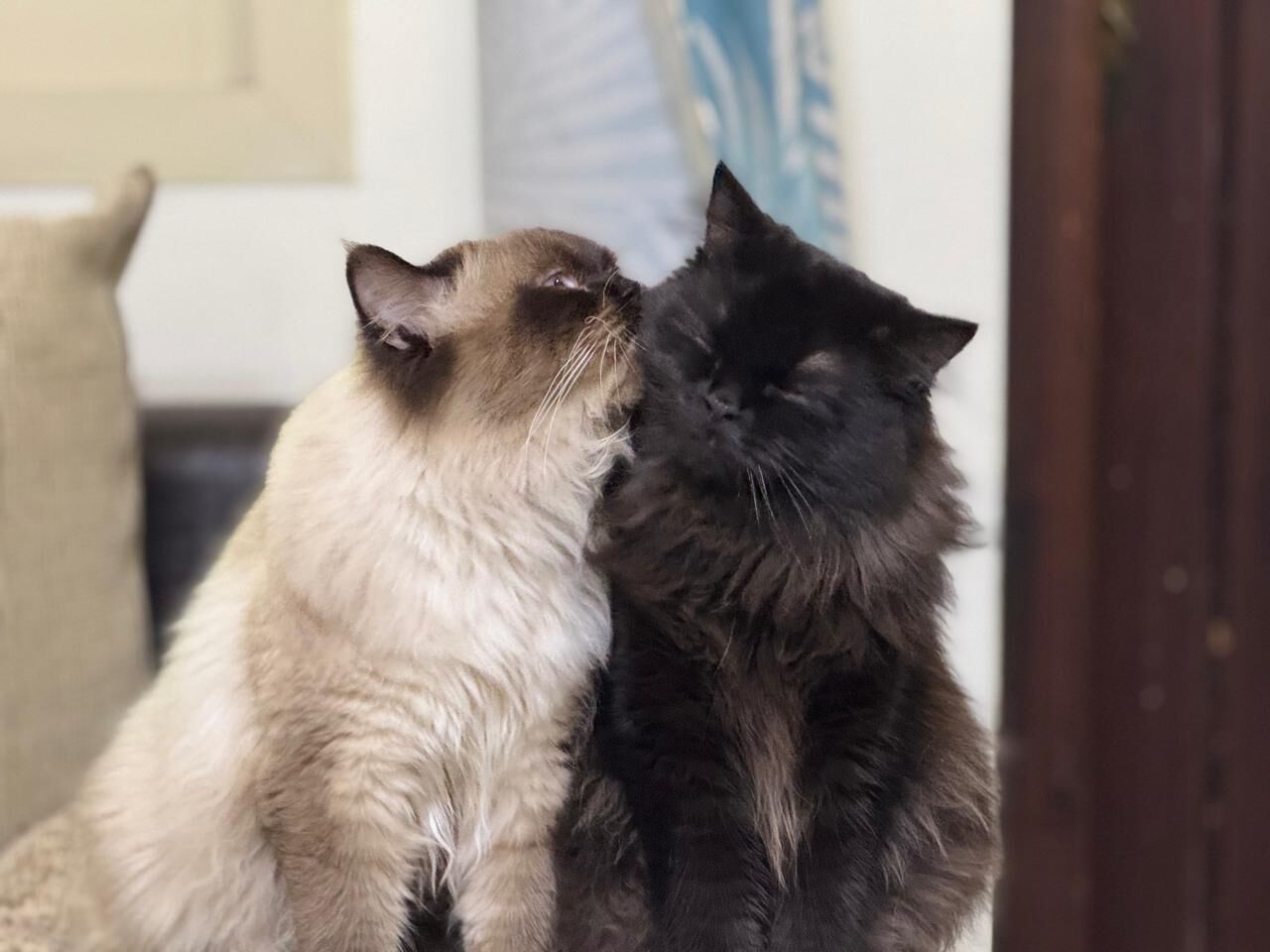 Dammam, Pet Supplies, Cats For Adoption