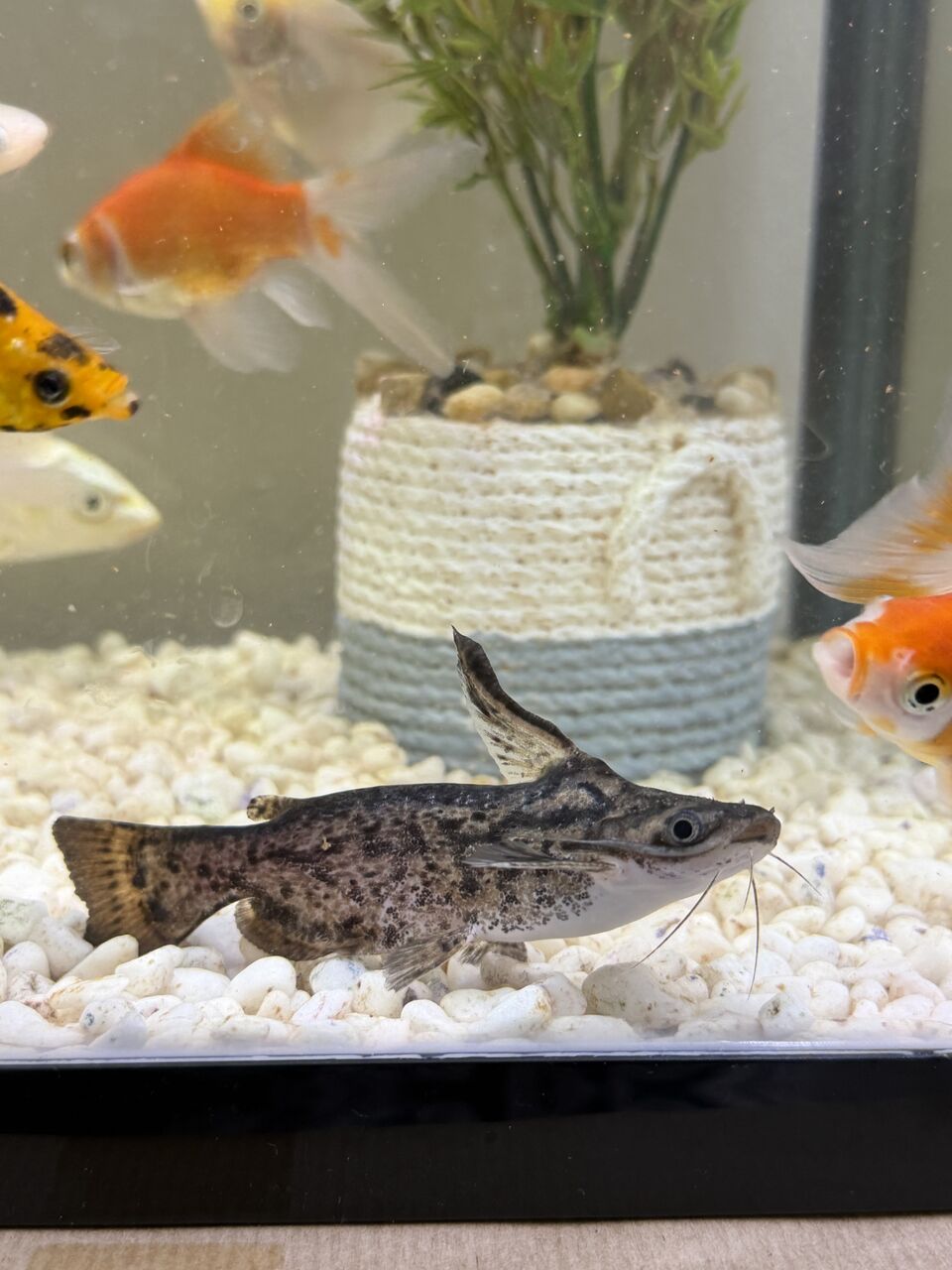 Riyadh, Pet Supplies, SAR 15,  Fish Tank